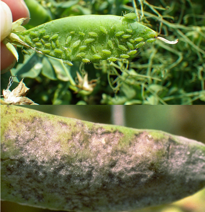 aphids and powdery mildew on crop destroy 60% of crop outputs
