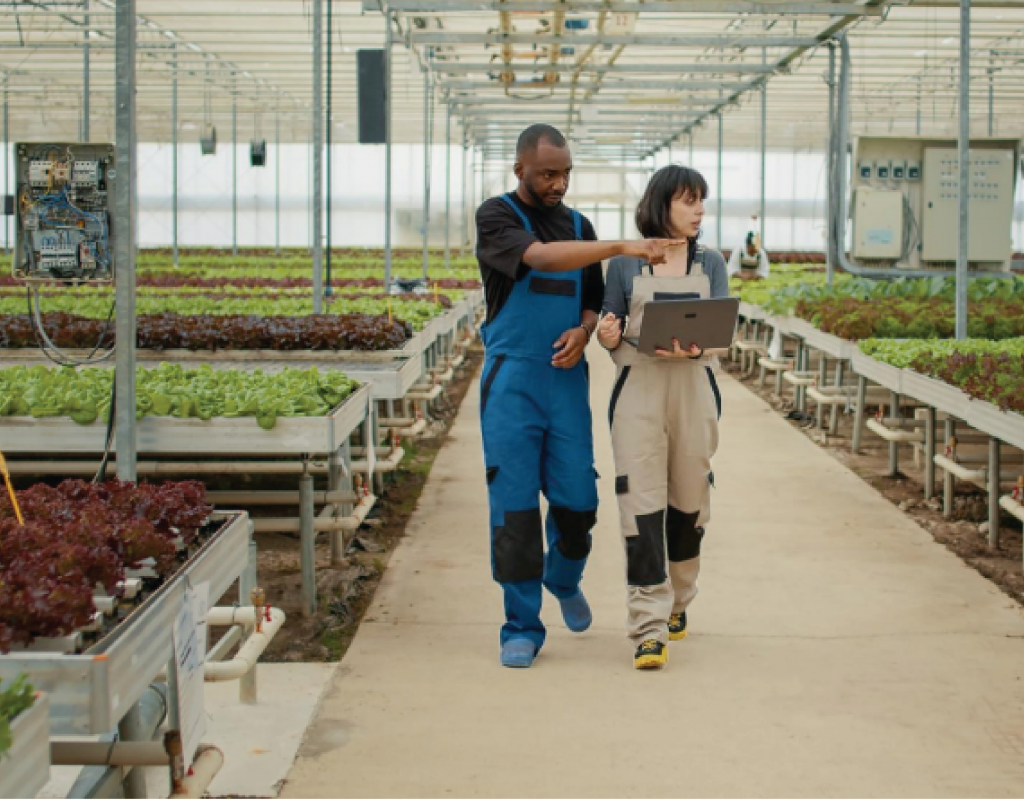 greenhouse consultant helps greenhouse farmer